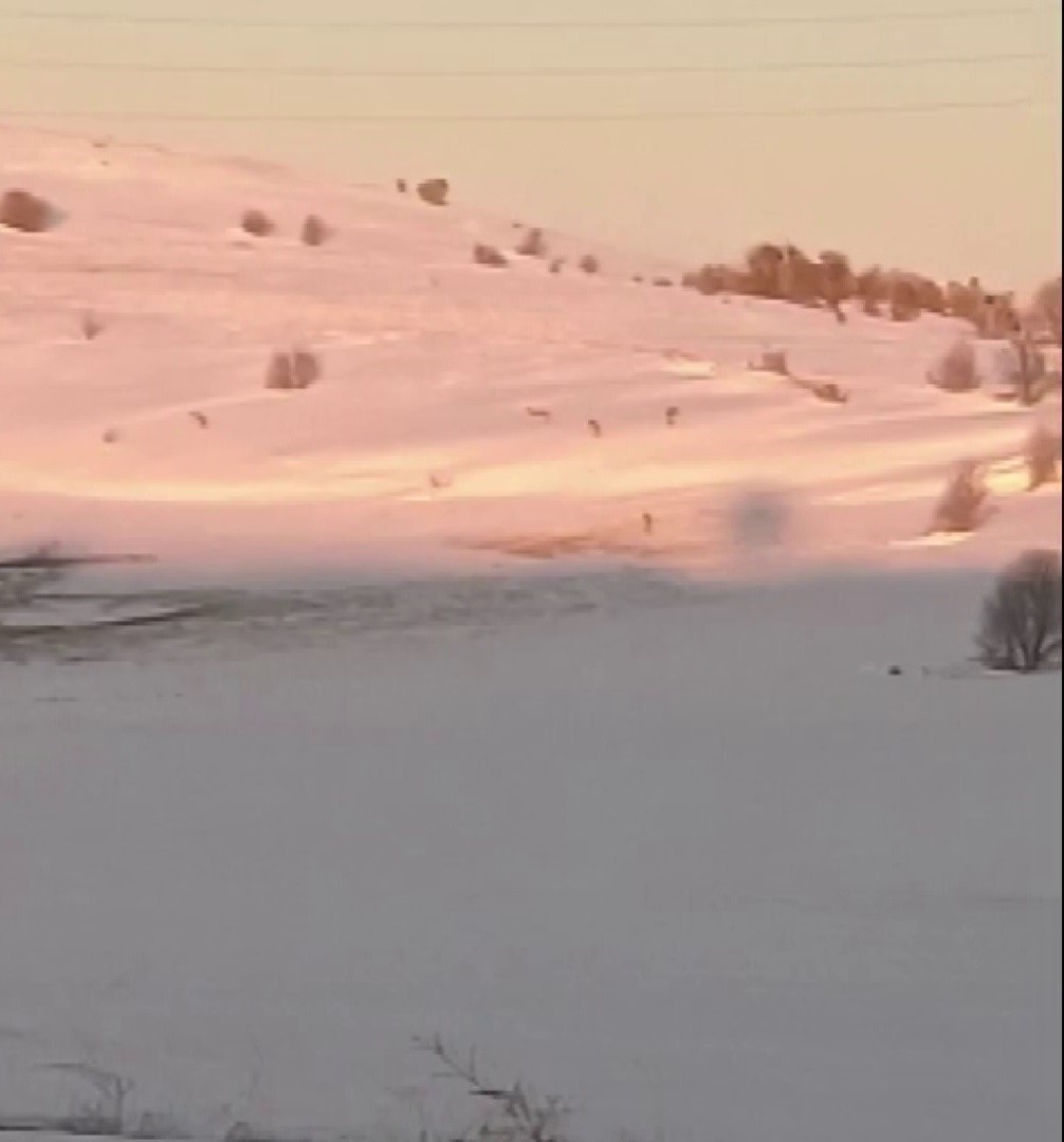 S&uuml;r&uuml;den ayrılarak mahsur kalan kurt, cep telefonu ile g&ouml;r&uuml;nt&uuml;lendi
