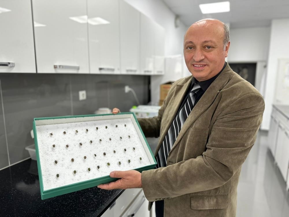 Böcekler cinayetleri aydınlatıyor: Ölüm zamanı ve olay yeri entomolojiyle belirlenebiliyor