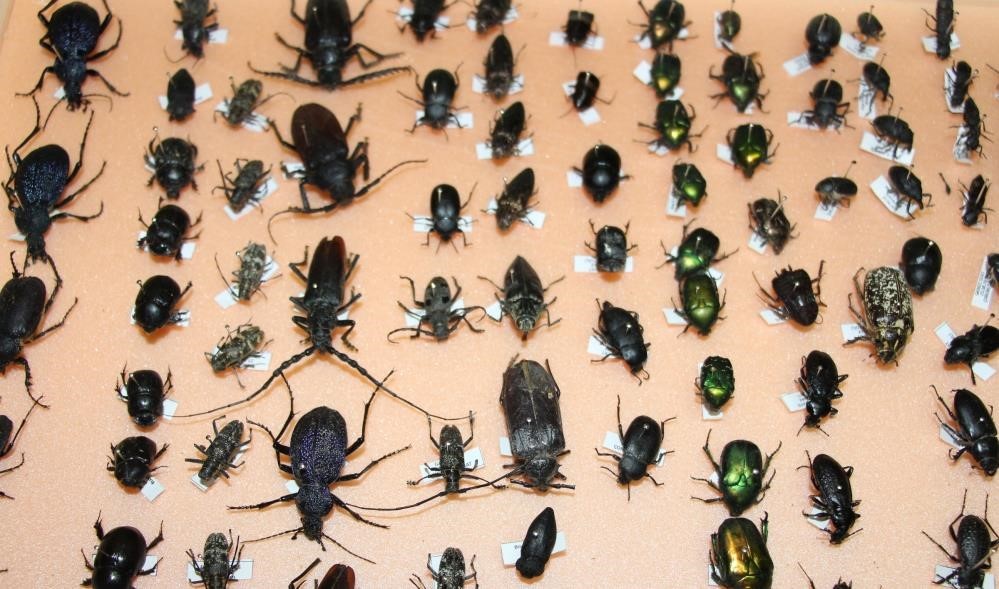 Böcekler cinayetleri aydınlatıyor: Ölüm zamanı ve olay yeri entomolojiyle belirlenebiliyor