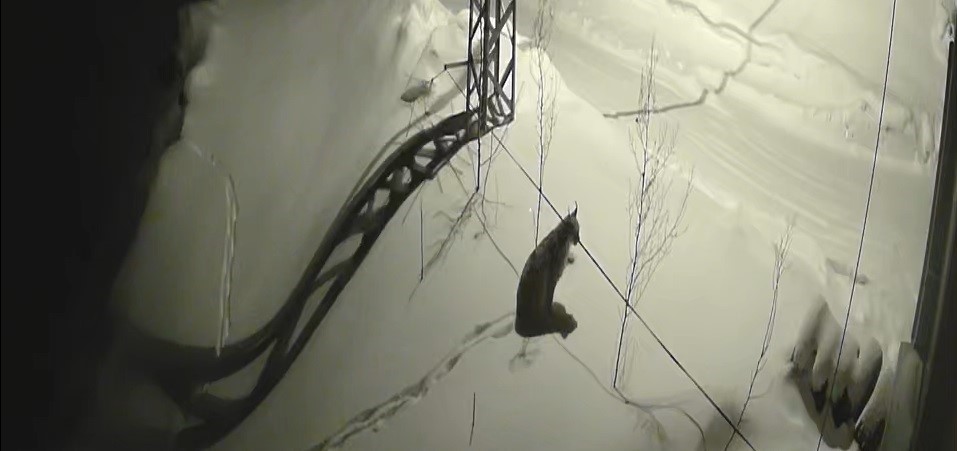 Bayburt’ta köye inen vaşak güvenlik kamerasında: Yol kenarında durup çevreyi izledi