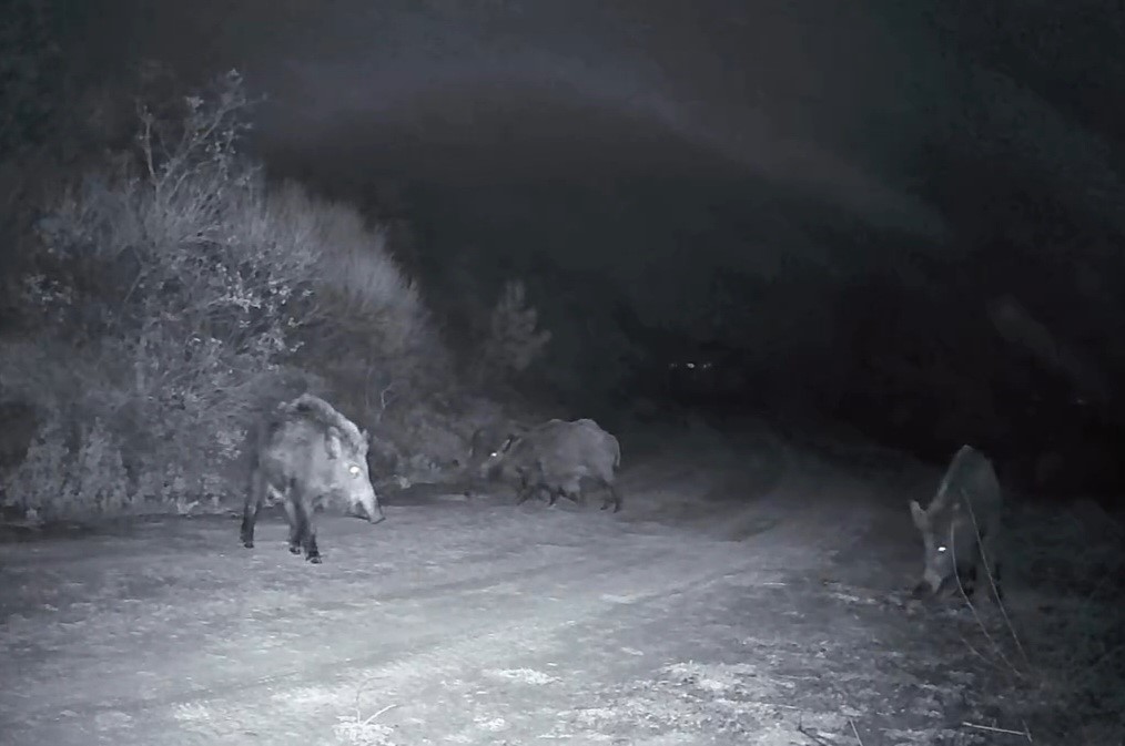 Ganos Dağları&rsquo;nda domuz s&uuml;r&uuml;s&uuml;n&uuml;n kavgası kameraya yansıdı
