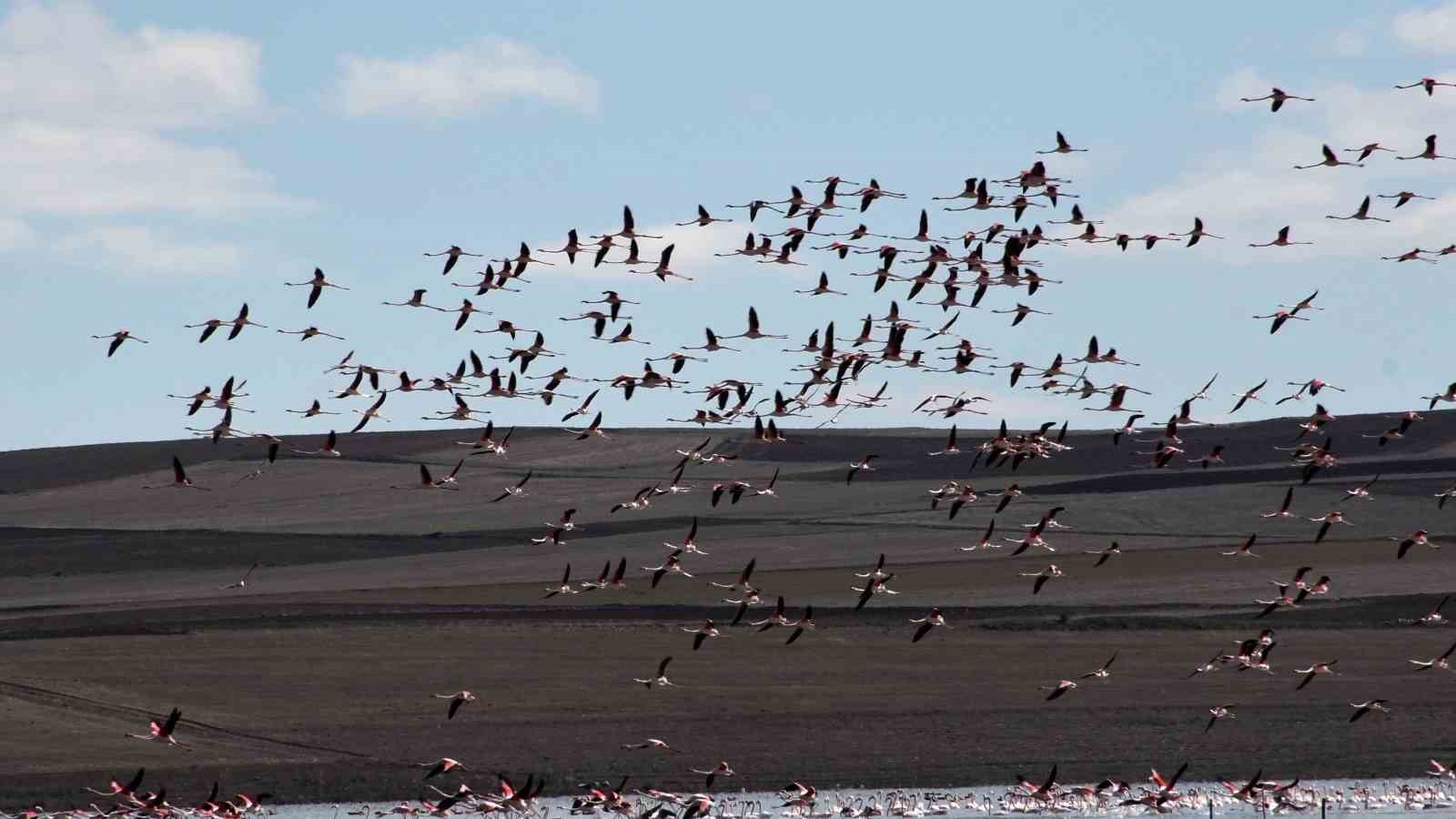 Baharın habercisi allı turnalar Yozgat&rsquo;ta g&ouml;r&uuml;nt&uuml;lendi
