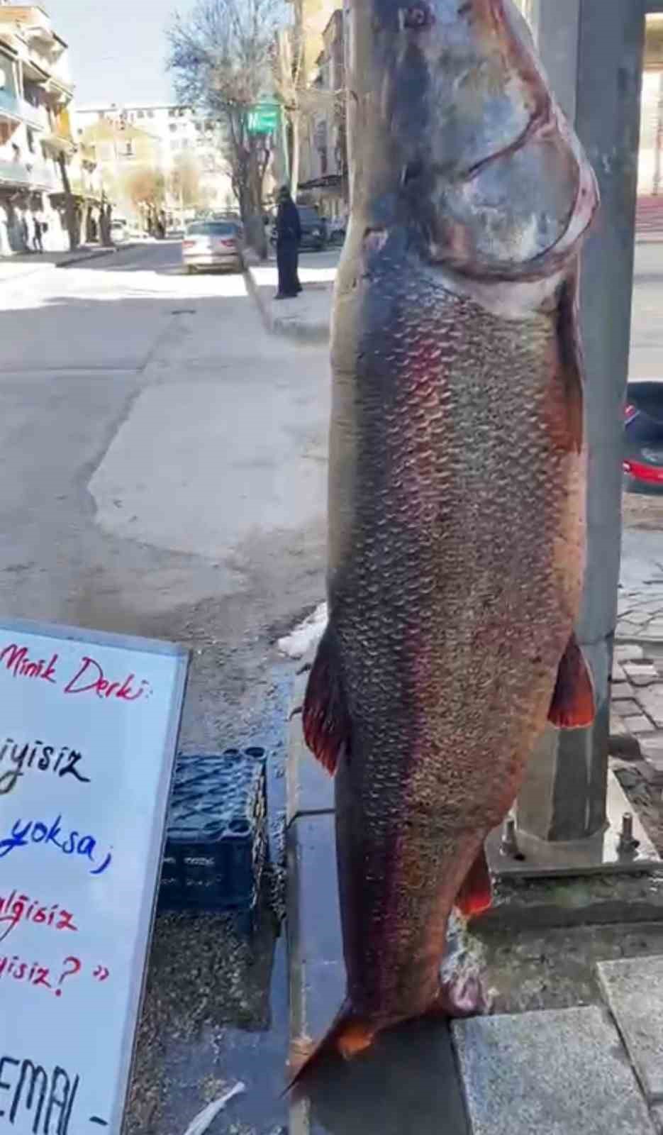 Elazığ’da 97 kilogram turna balığı yakalandı