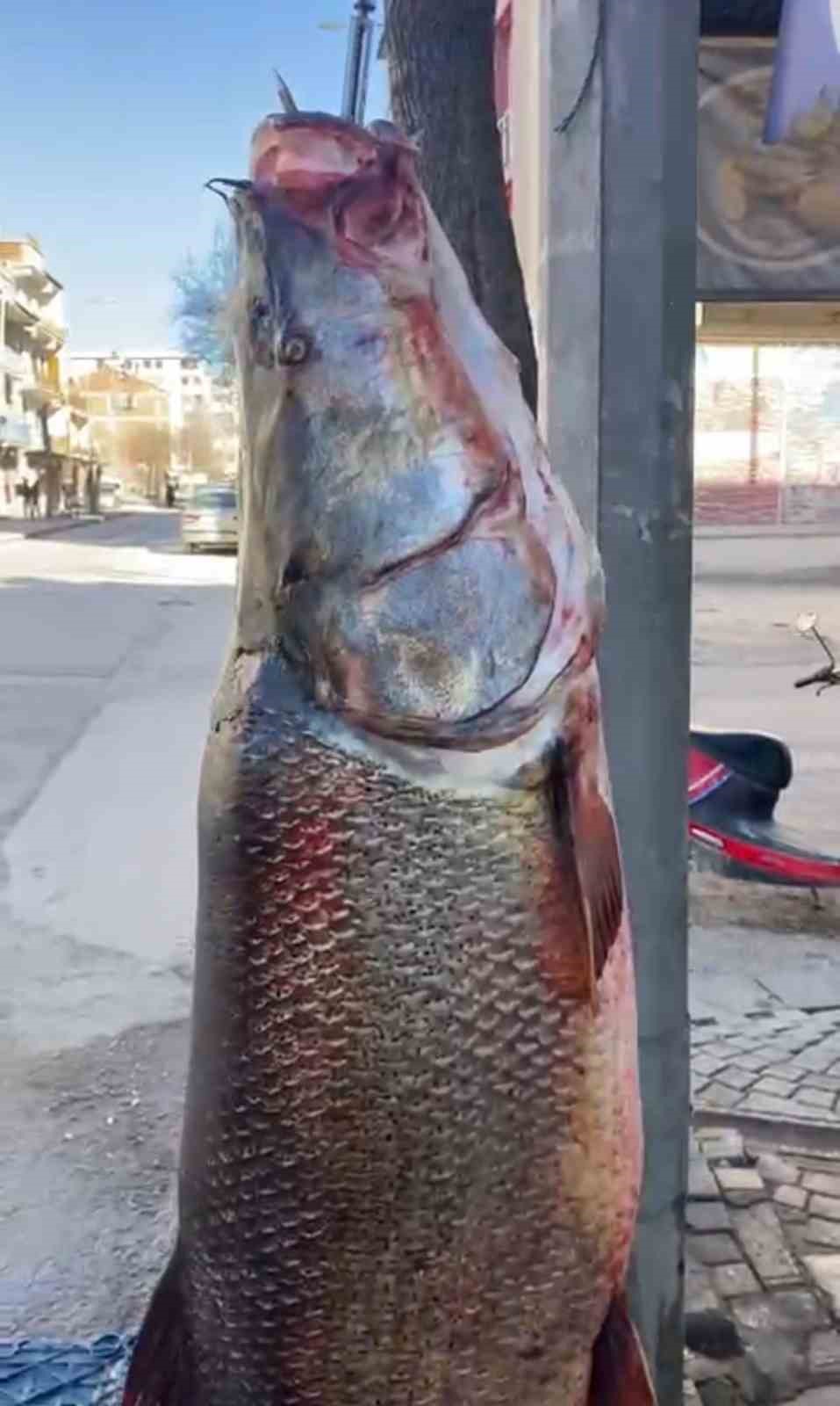 Elazığ&rsquo;da 97 kilogram turna balığı yakalandı
