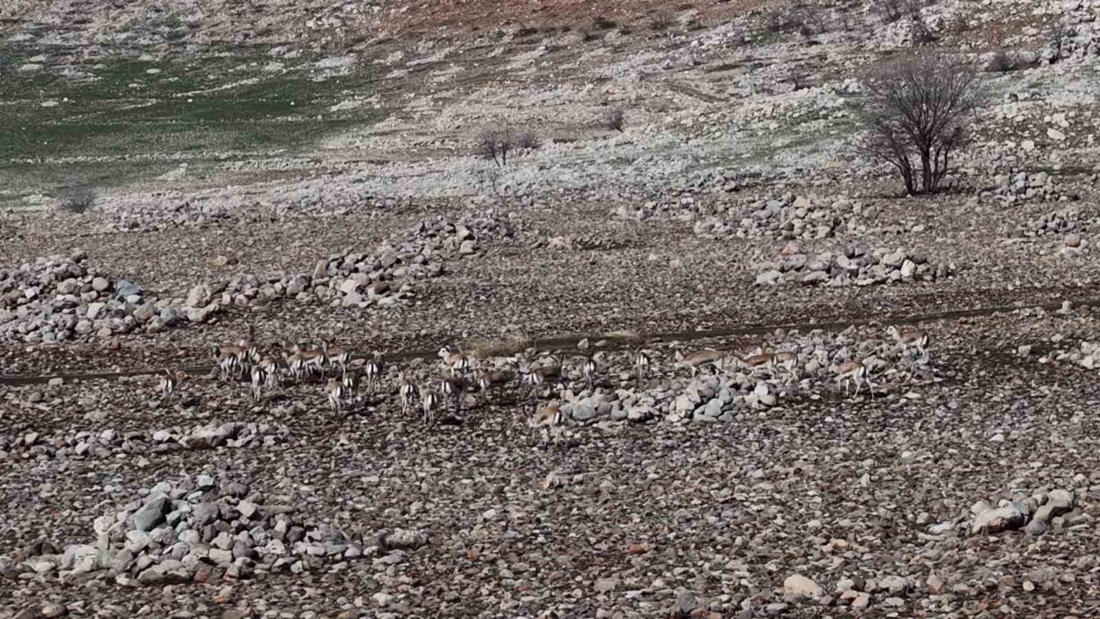 Cudi Dağında ceylan popülasyonu 165’e ulaştı