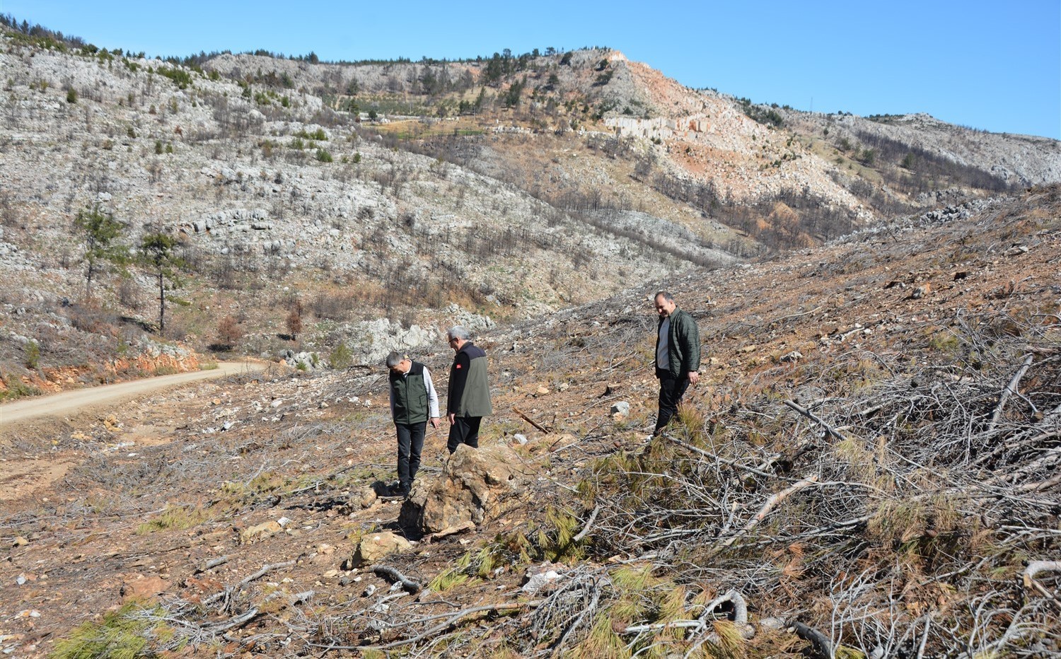 Mersin’de yangın sahalarında doğa yeniden canlanıyor