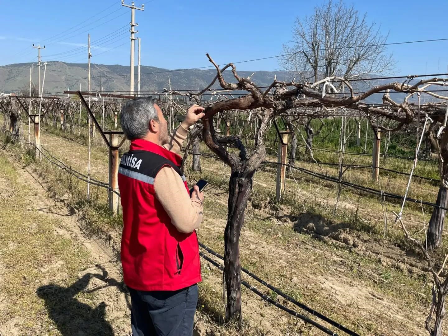 Bağlarda hastalık ve zararlı kontrol&uuml; yapılıyor
