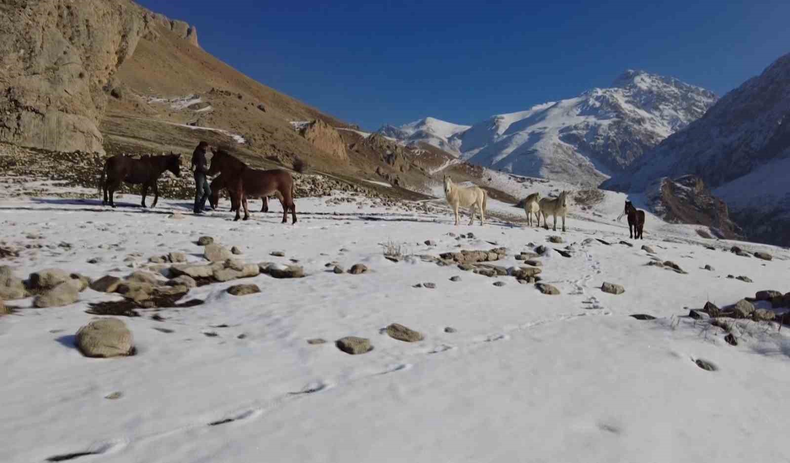 Munzur Dağları&rsquo;nda doğanın &ouml;zg&uuml;r atları

