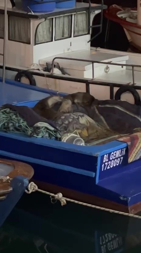 A&ccedil; kalan anne su samuru ve yavruları Gemlik&rsquo;te tekneye sığındı
