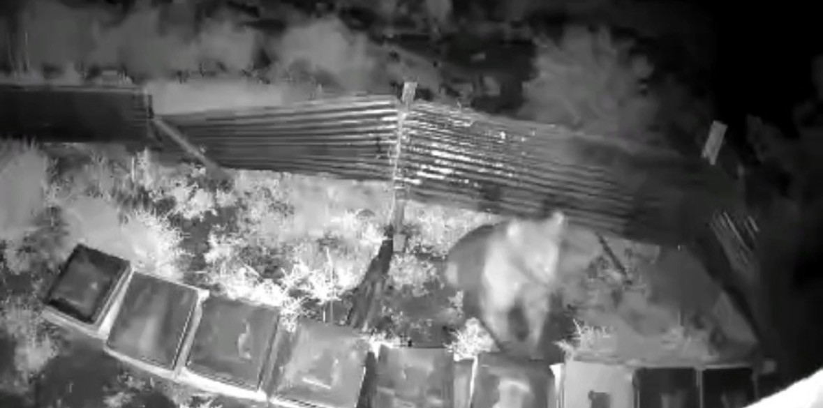 Kış uykusundan kalkan ayı, kovanlara saldırdı
