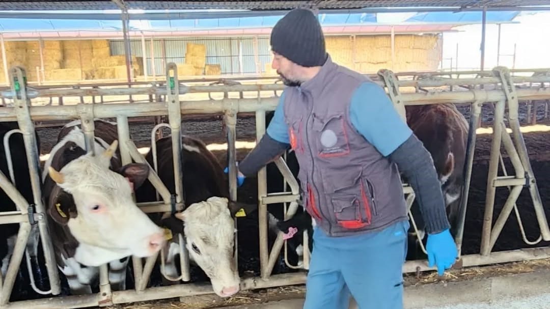 Aydın&rsquo;da şap ve hastalıklara karşı aşılama &ccedil;alışmaları s&uuml;r&uuml;yor
