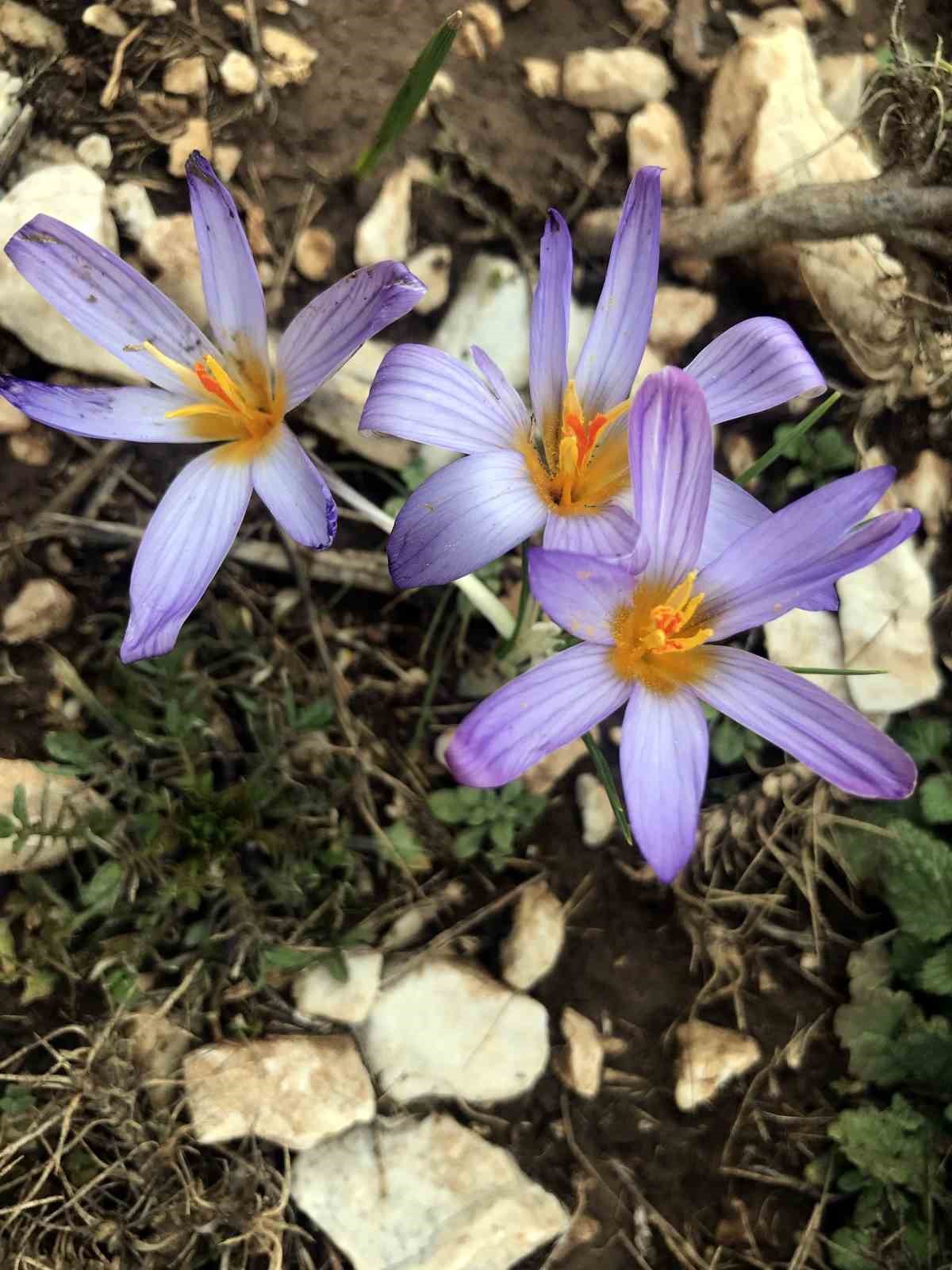 Toros kardeleni i&ccedil;in kontroll&uuml; &uuml;retim ve ihracat modeli s&uuml;rd&uuml;r&uuml;l&uuml;yor
