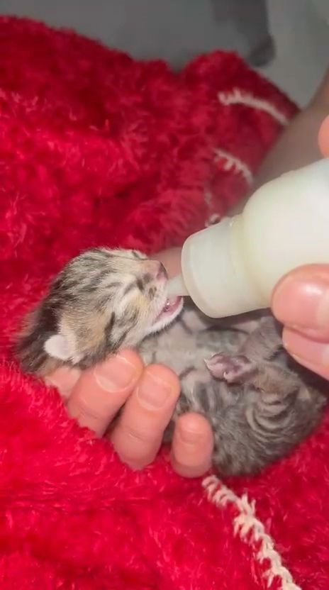 Ara&ccedil; i&ccedil;erisinde sıkışan yavru kediyi tamirhanede &ccedil;ırak sahiplendi
