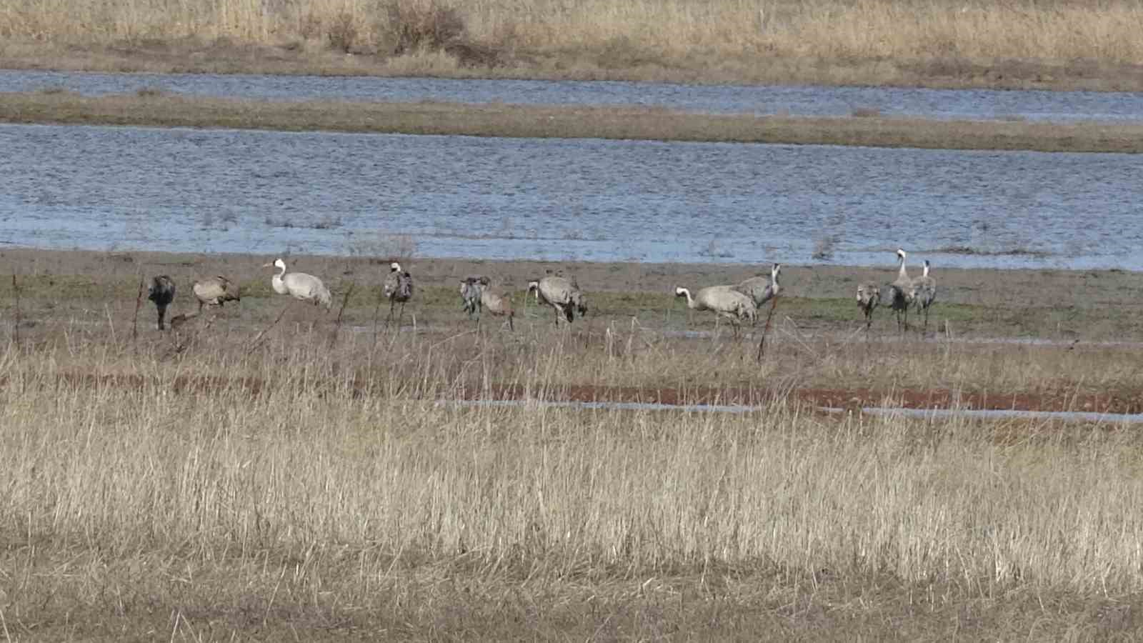 Baharın ilk habercilerinden turnalar kendini g&ouml;sterdi
