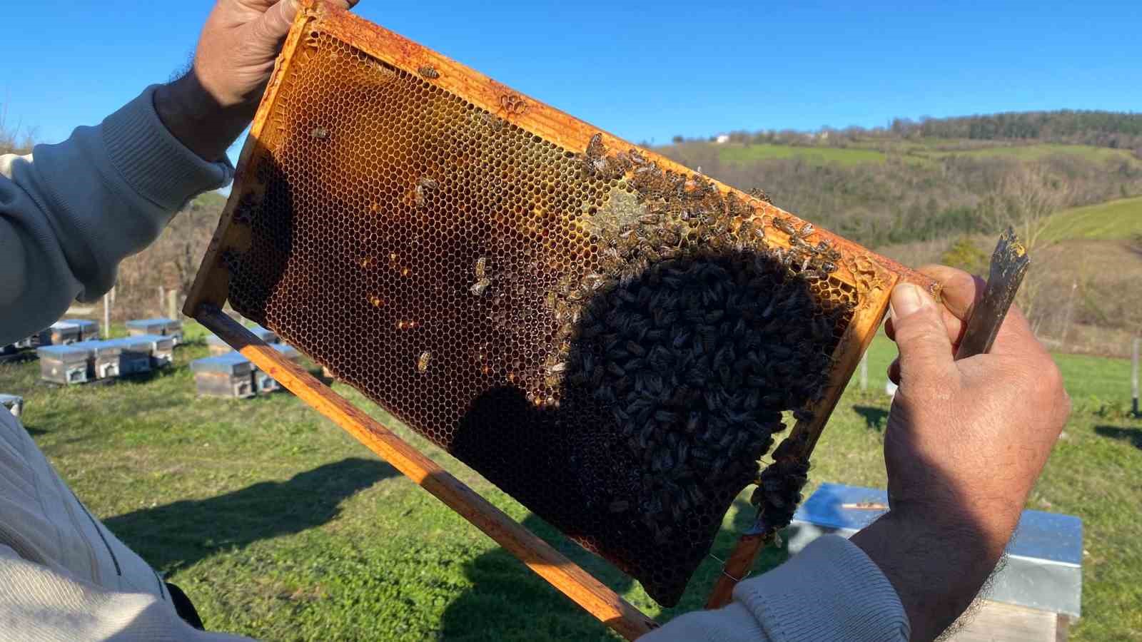 Sinop&rsquo;ta soğuk hava arıcılığı olumsuz etkiliyor
