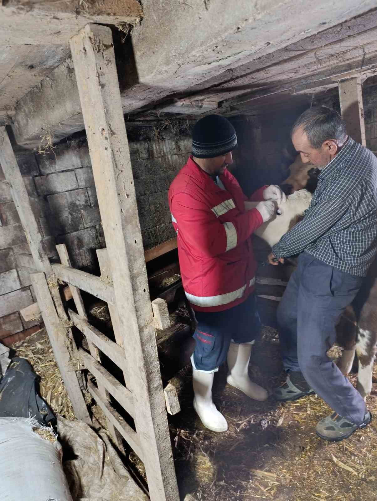 Çarşamba’da şap aşılamaları sürüyor