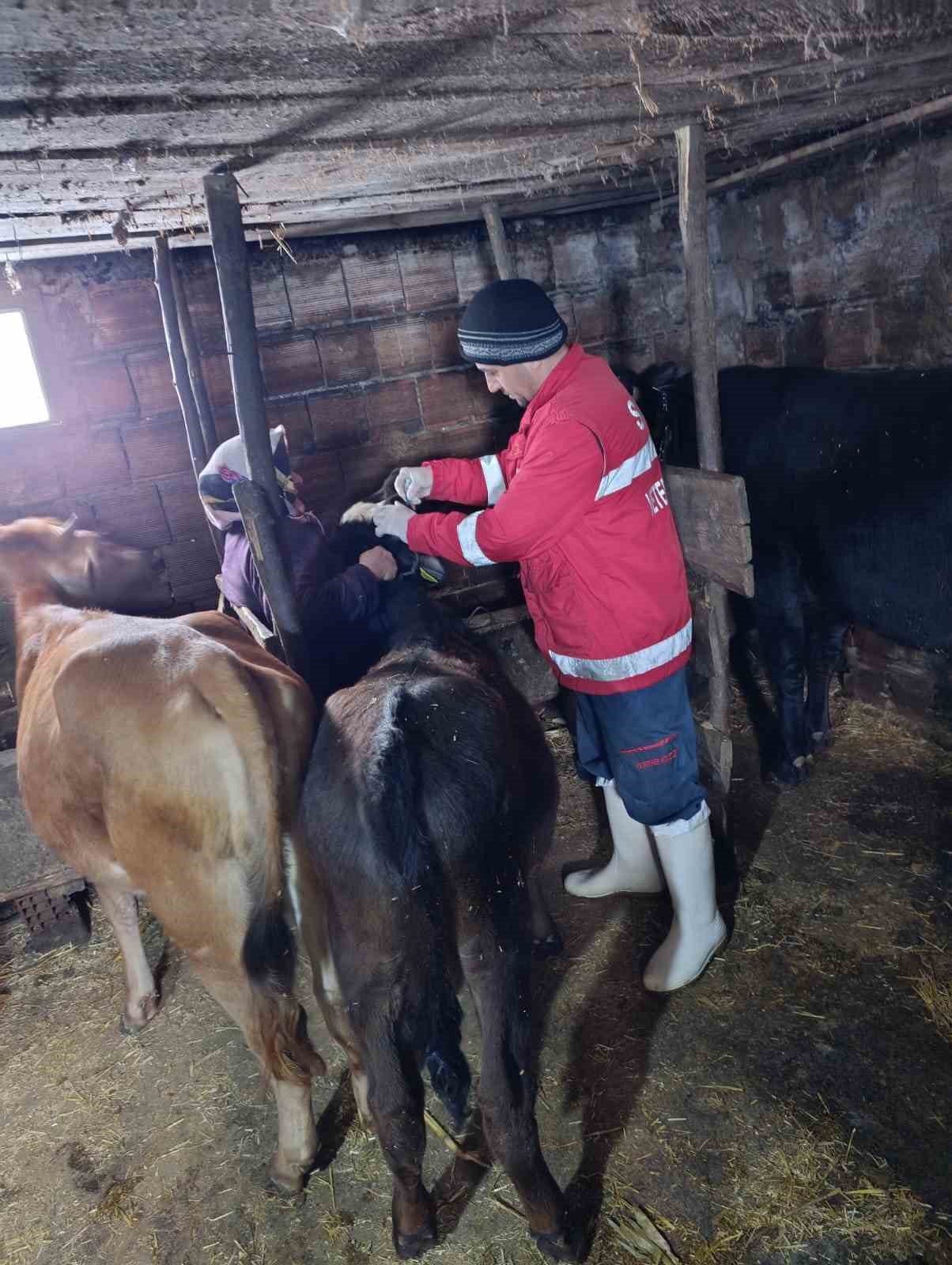 &Ccedil;arşamba&rsquo;da şap aşılamaları s&uuml;r&uuml;yor
