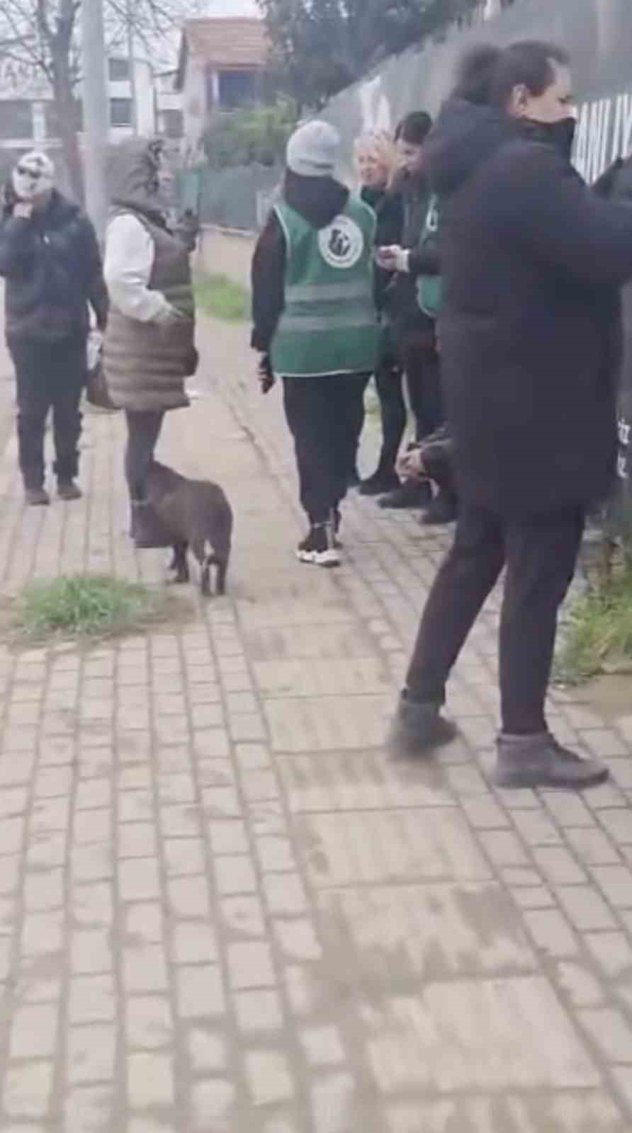 Gemlik Belediyesinin Umurbey&rsquo;deki barınağını &ouml;n&uuml;nde toplanan hayvanseverler i&ccedil;eriye alınmadı
