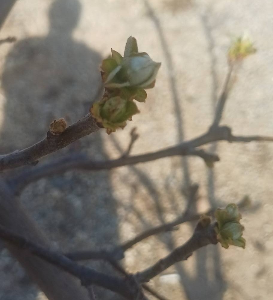 Manisa&rsquo;da meyve ağa&ccedil;larına ateş yanıklığı uyarısı
