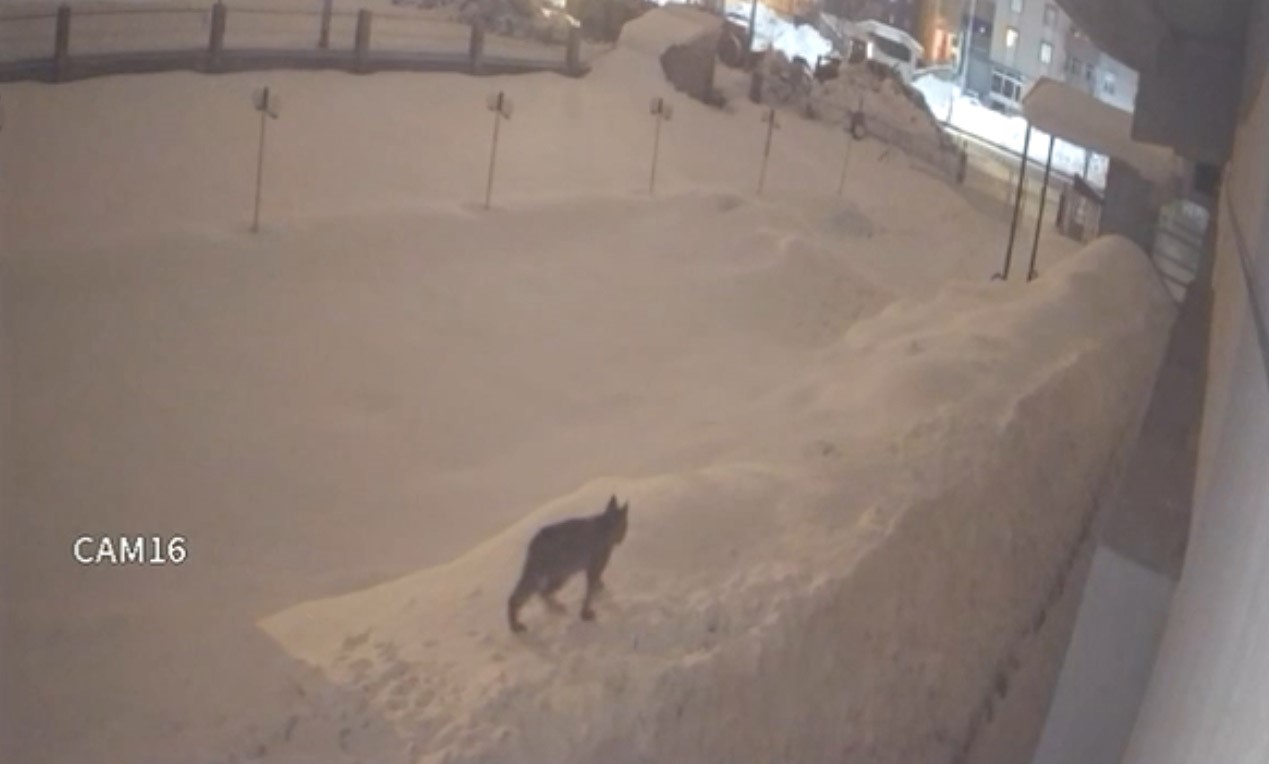 Y&uuml;ksekova şehir merkezinde vaşak g&ouml;r&uuml;nt&uuml;lendi
