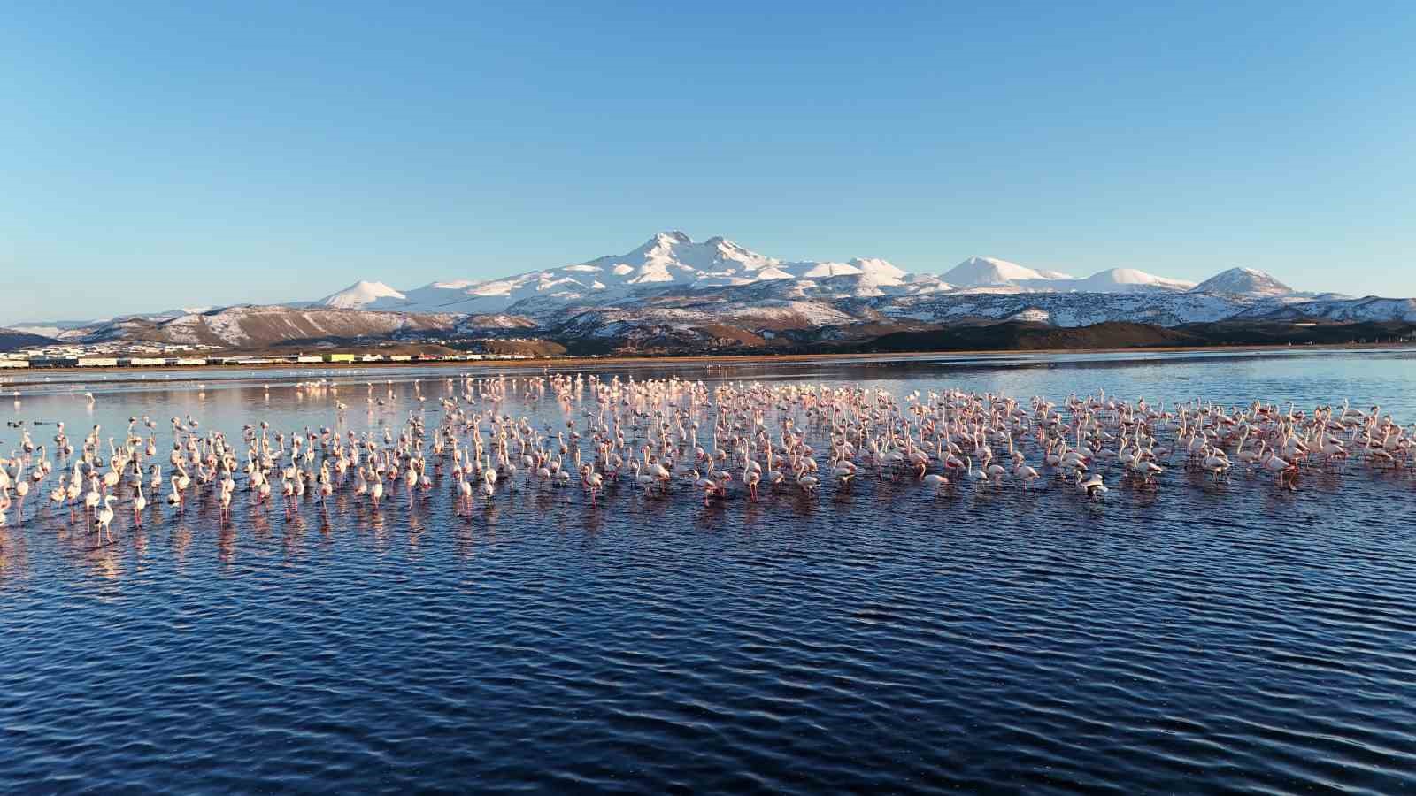 Kayseri&rsquo;nin ilk flamingo kafilesi geldi

