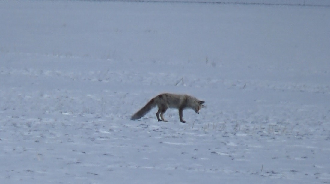 Kars’ta kızıl tilkinin kar altındaki avı kamerada
