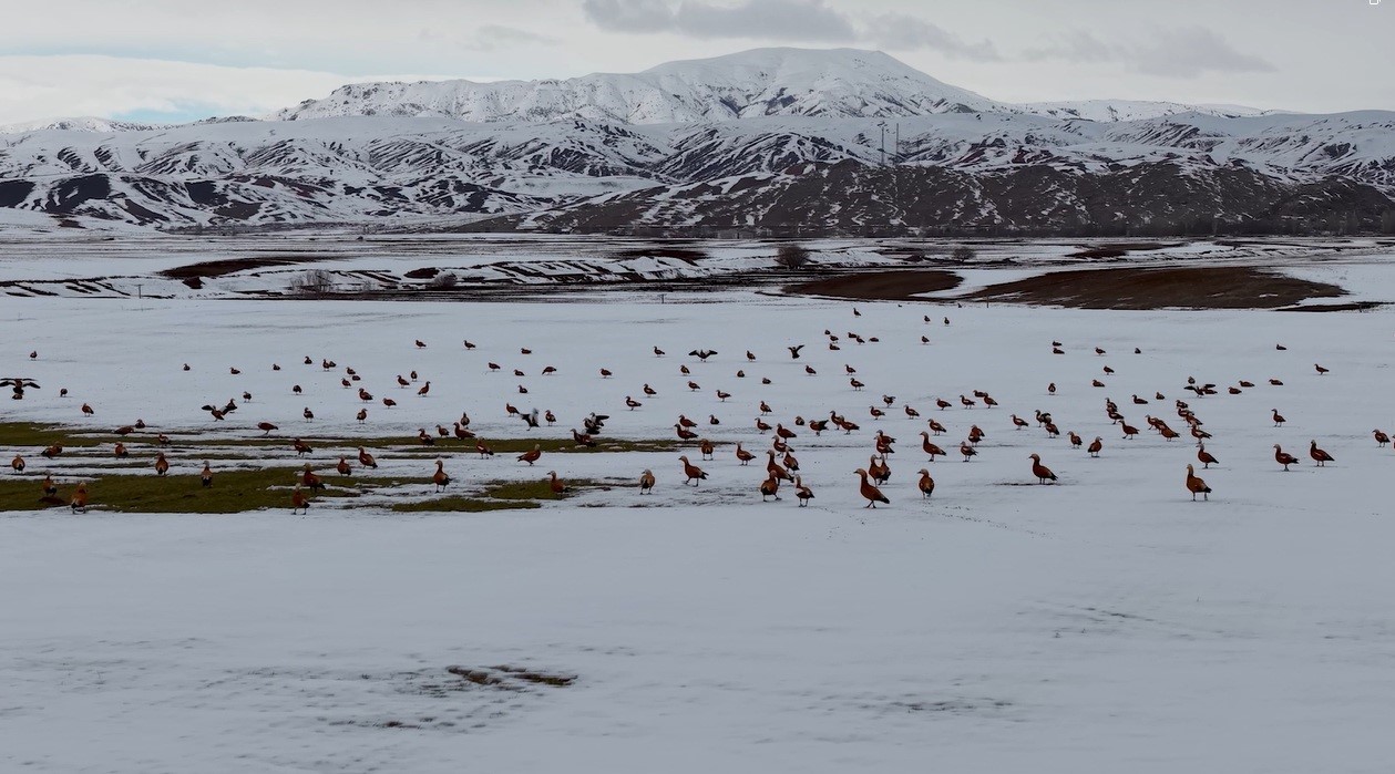 Angut kuşlarının belgesel tadında g&ouml;&ccedil;&uuml;
