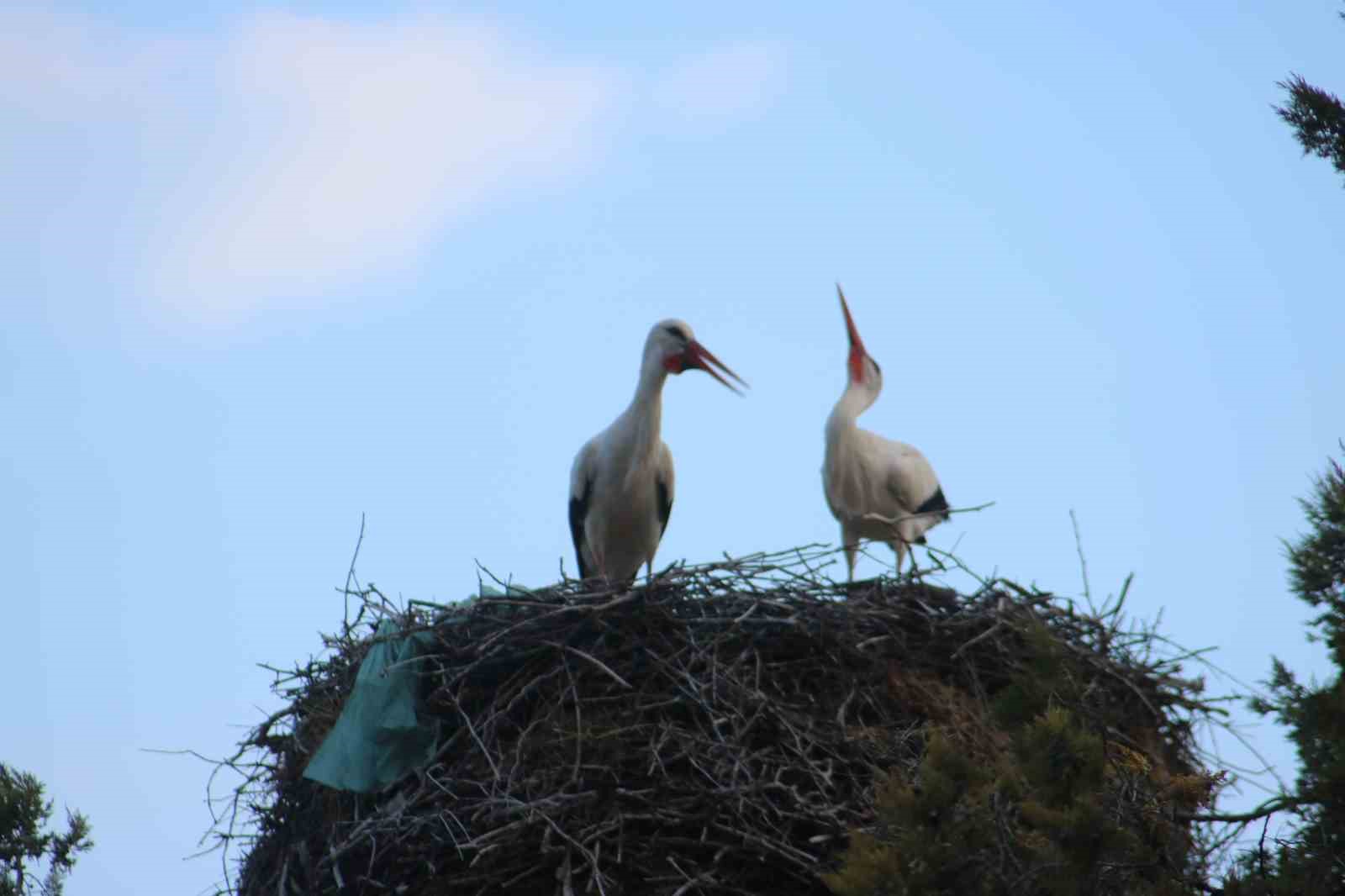Beyşehir&rsquo;e bahar leyleklerle geldi
