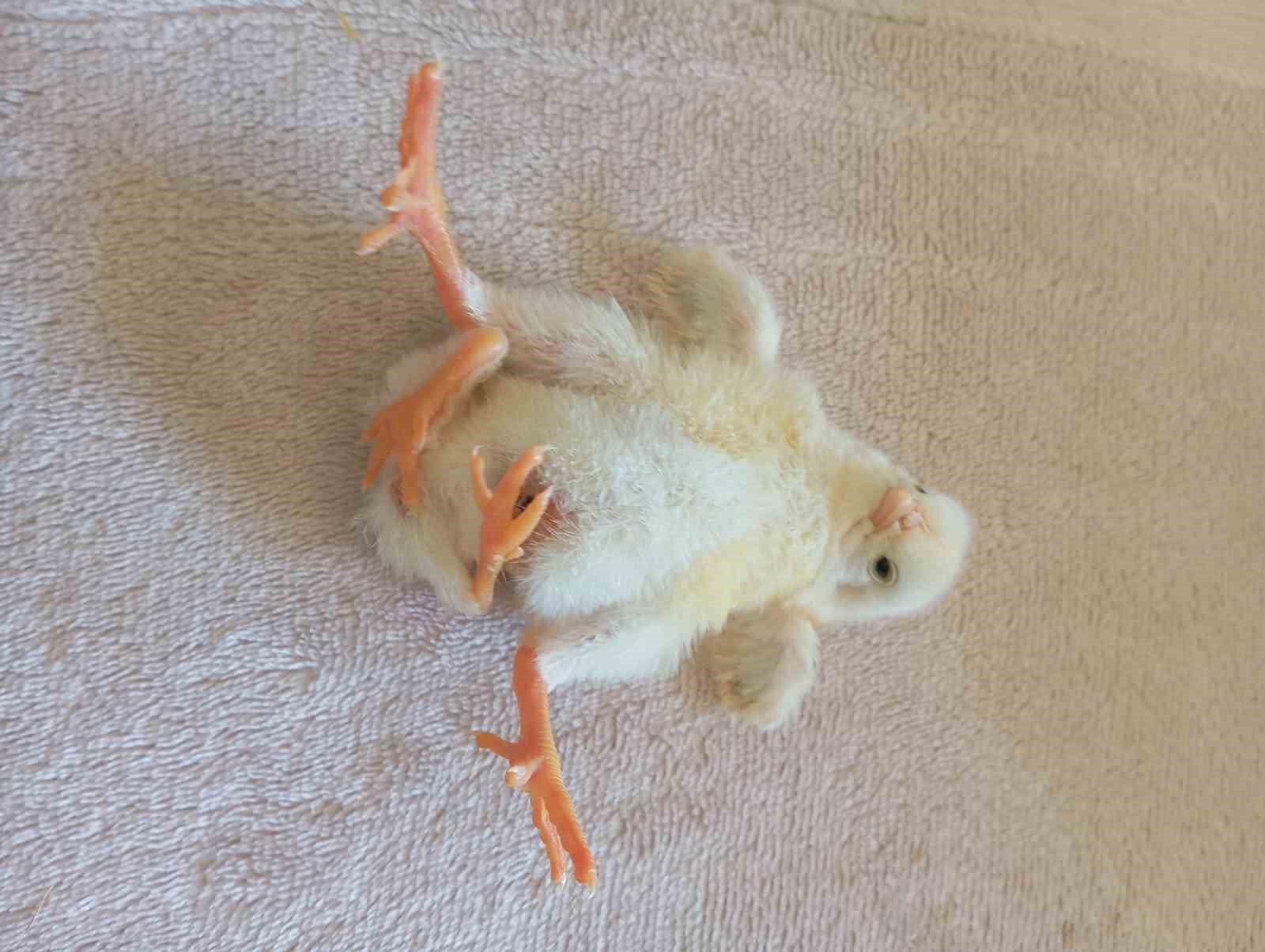 Diyarbakır’da dört ayaklı civciv şaşırttı