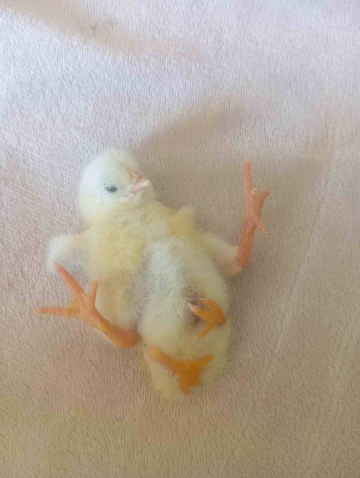 Diyarbakır’da dört ayaklı civciv şaşırttı