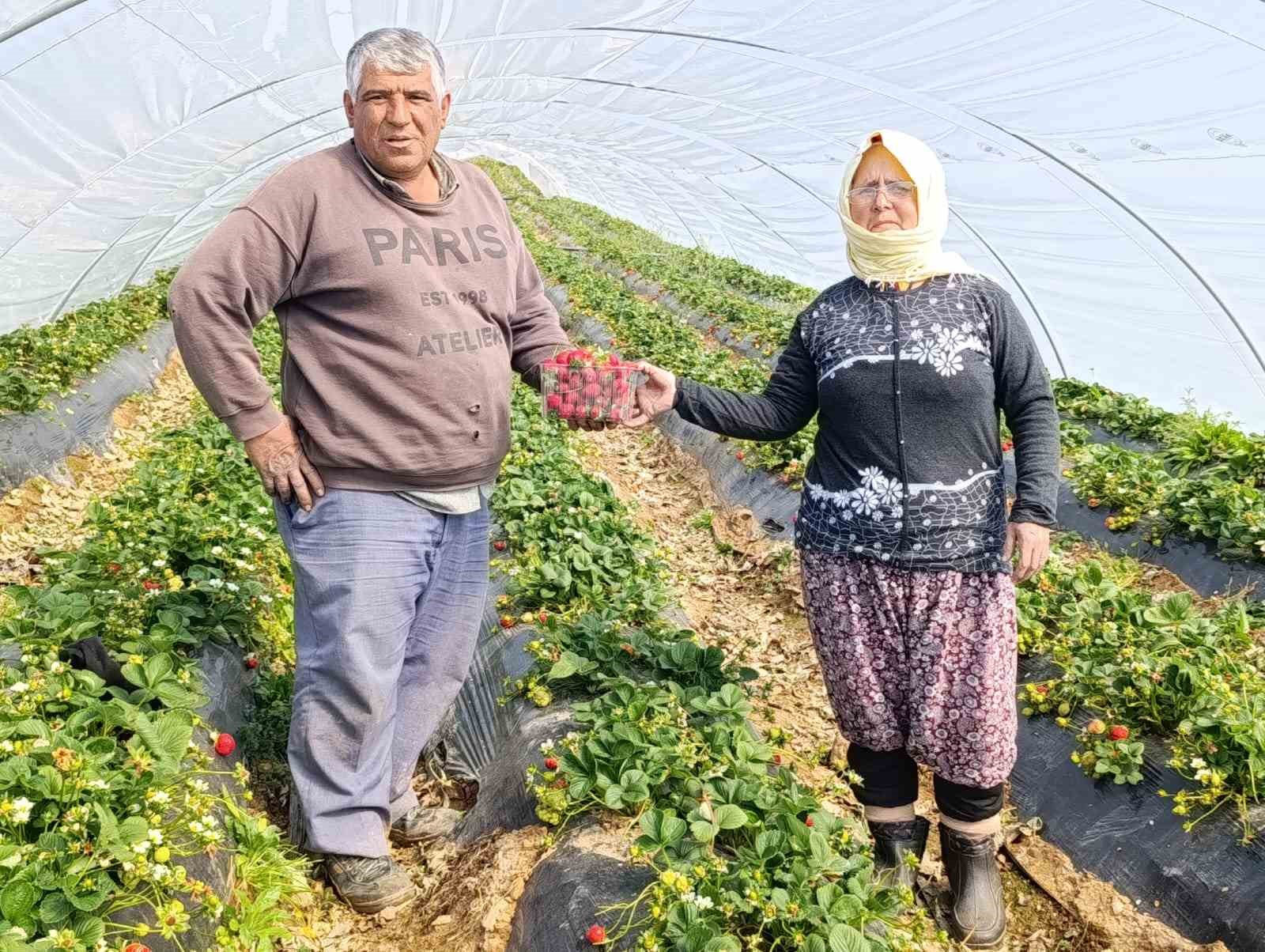 Köprübaşı çileği altın sezonunu yaşıyor
