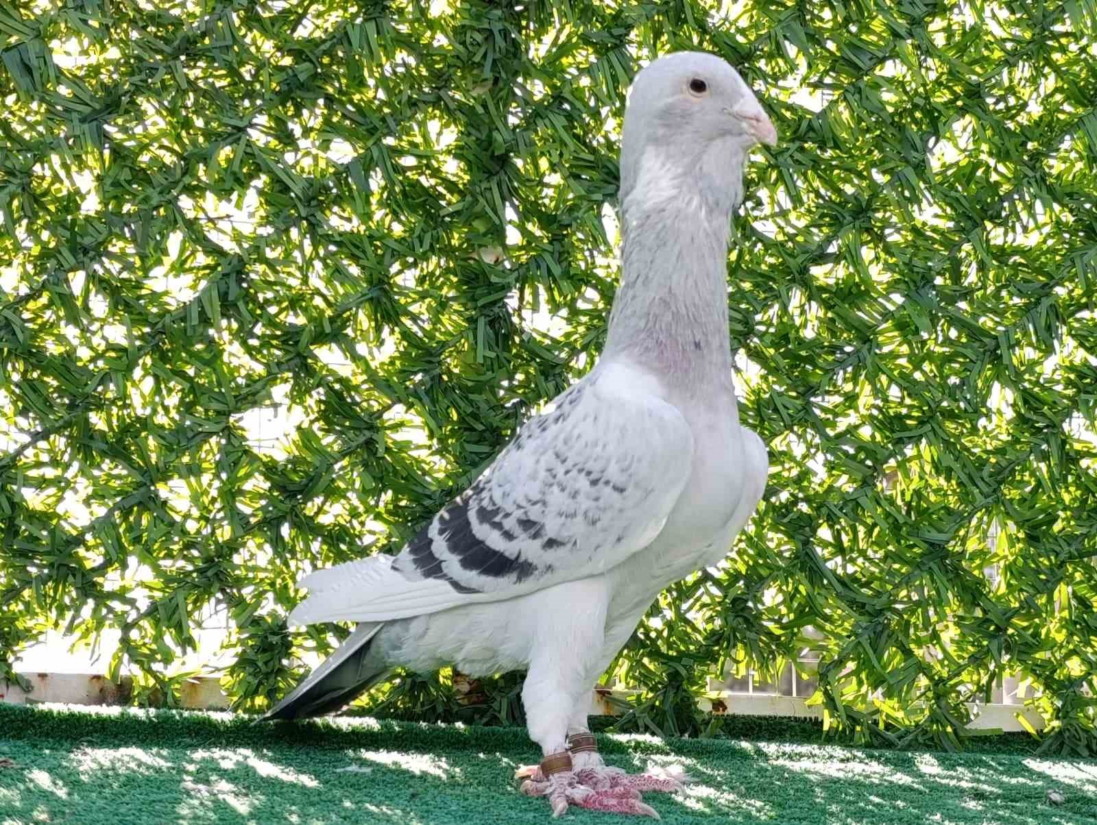 Memurluğu bırakıp g&uuml;vercin yetiştiricisi oldu, otomobil fiyatına satıyor
