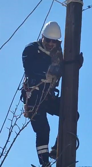 K&ouml;peklerden korkup elektrik direğine &ccedil;ıkan kedi kurtarıldı
