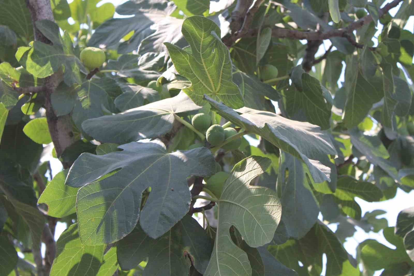 İncir üretiminde yenilenebilir enerjinin etkisi araştırılacak