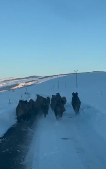 Karlı k&ouml;y yolundaki domuz s&uuml;r&uuml;s&uuml; kamerada
