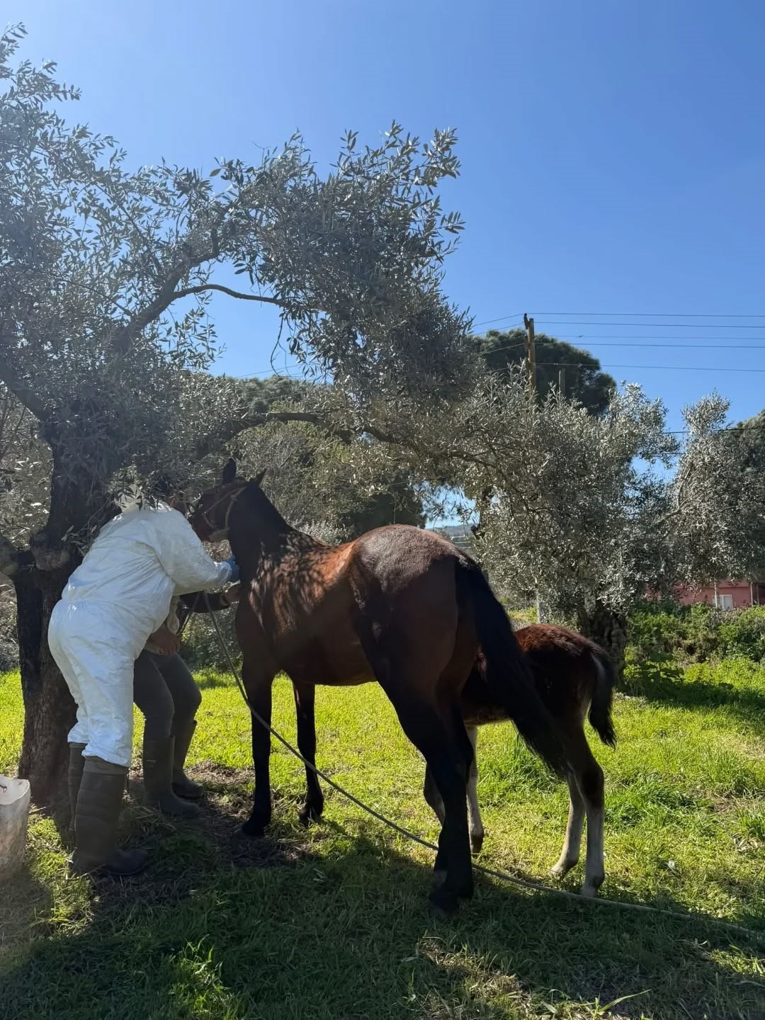 Aydın&rsquo;da at ve eşeklerden numune alınıyor
