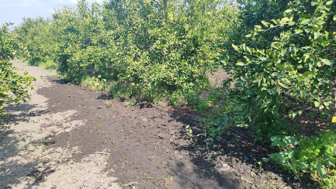 Yakıt y&uuml;kl&uuml; tankerin portakal bah&ccedil;esine u&ccedil;tuğu anlar ara&ccedil; kamerasında
