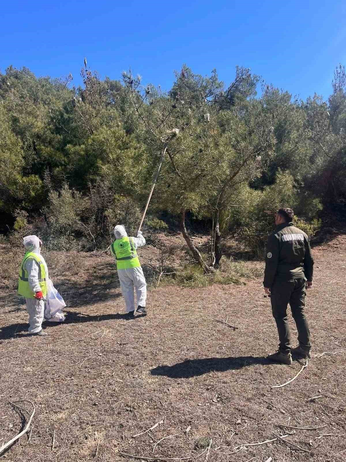 Sinop ormanlarında zararlılara karşı biyolojik savaş