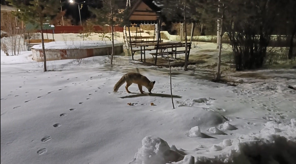 Kars&rsquo;ta kedi ile tilkinin ilgin&ccedil; karşılaşması kamerada
