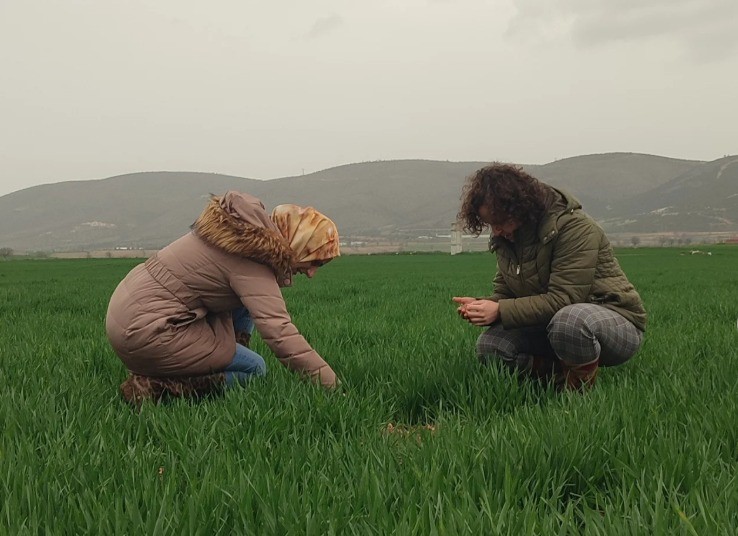 Bilecik&rsquo;te buğday ekili alanlar denetlendi
