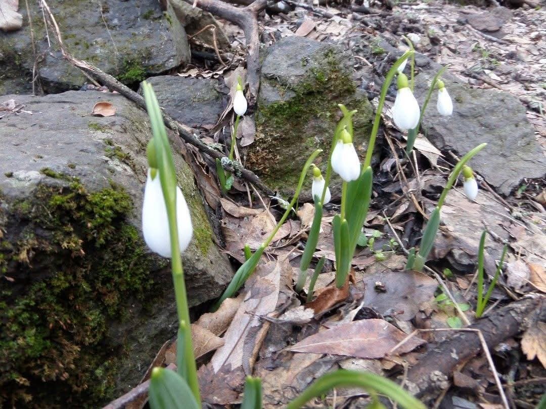 K&uuml;tahya Murat Dağı&rsquo;nda kardelen koparmanın cezası 699 bin 245 TL
