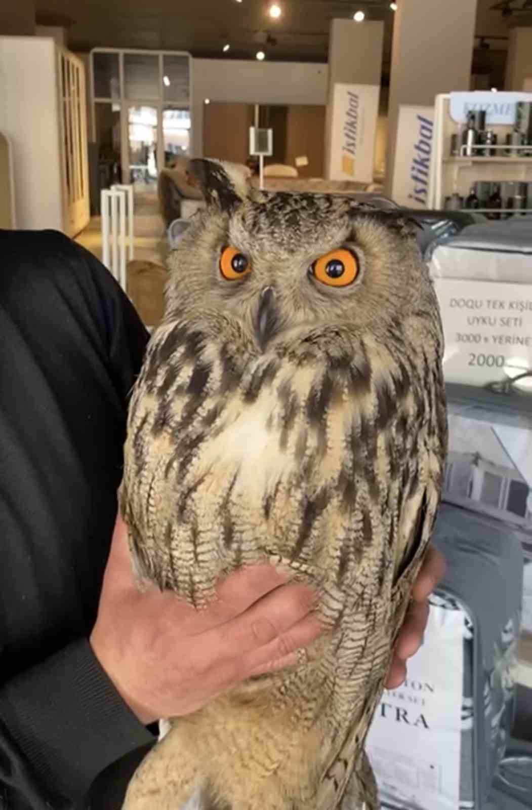 Elazığ’da yaralı halde bulunan puhu ekiplere teslim edildi