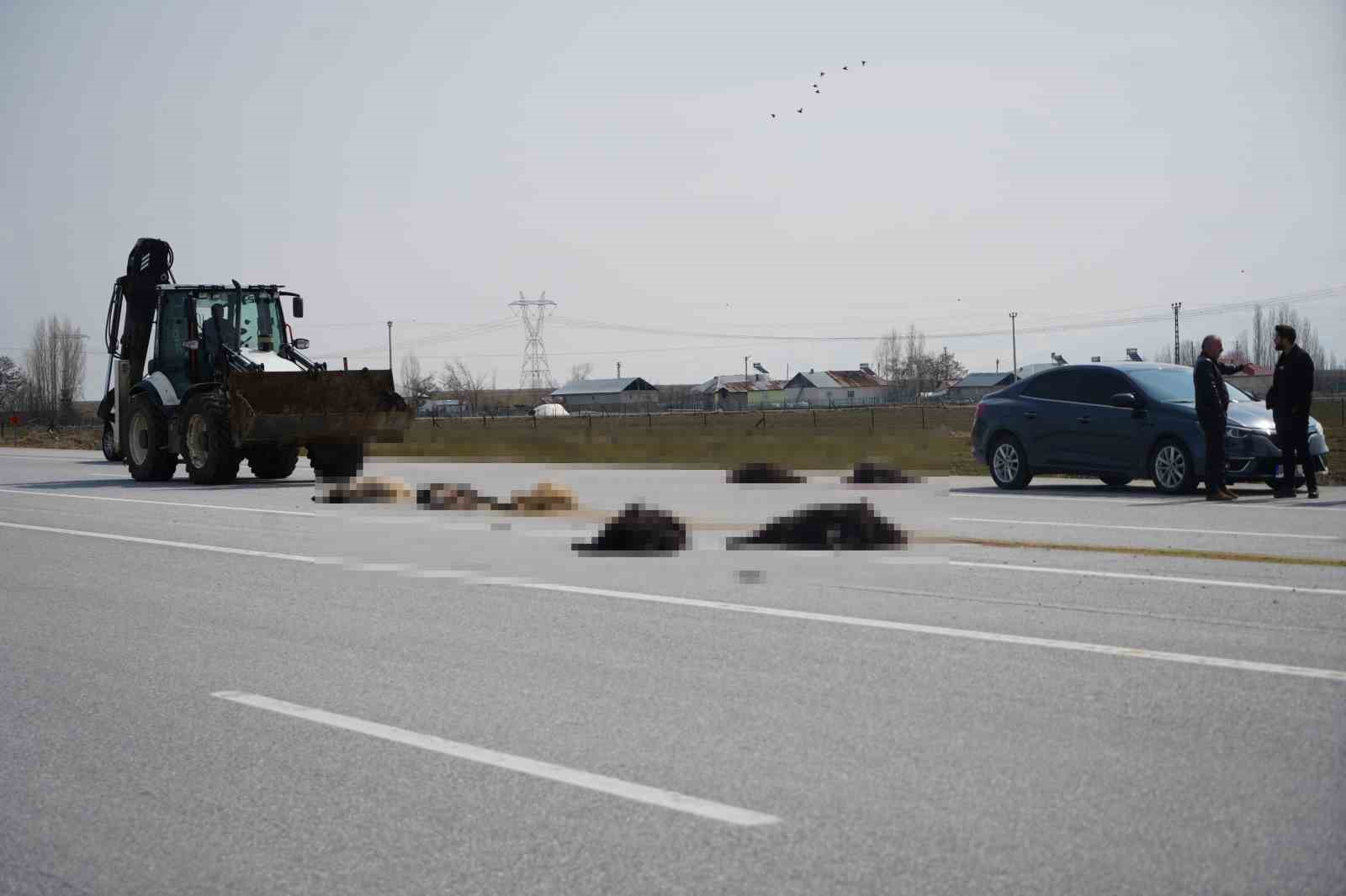Muş-Bingöl karayolunda SUV tipi araç keçi sürüsüne çarptı: 10 hayvan telef oldu