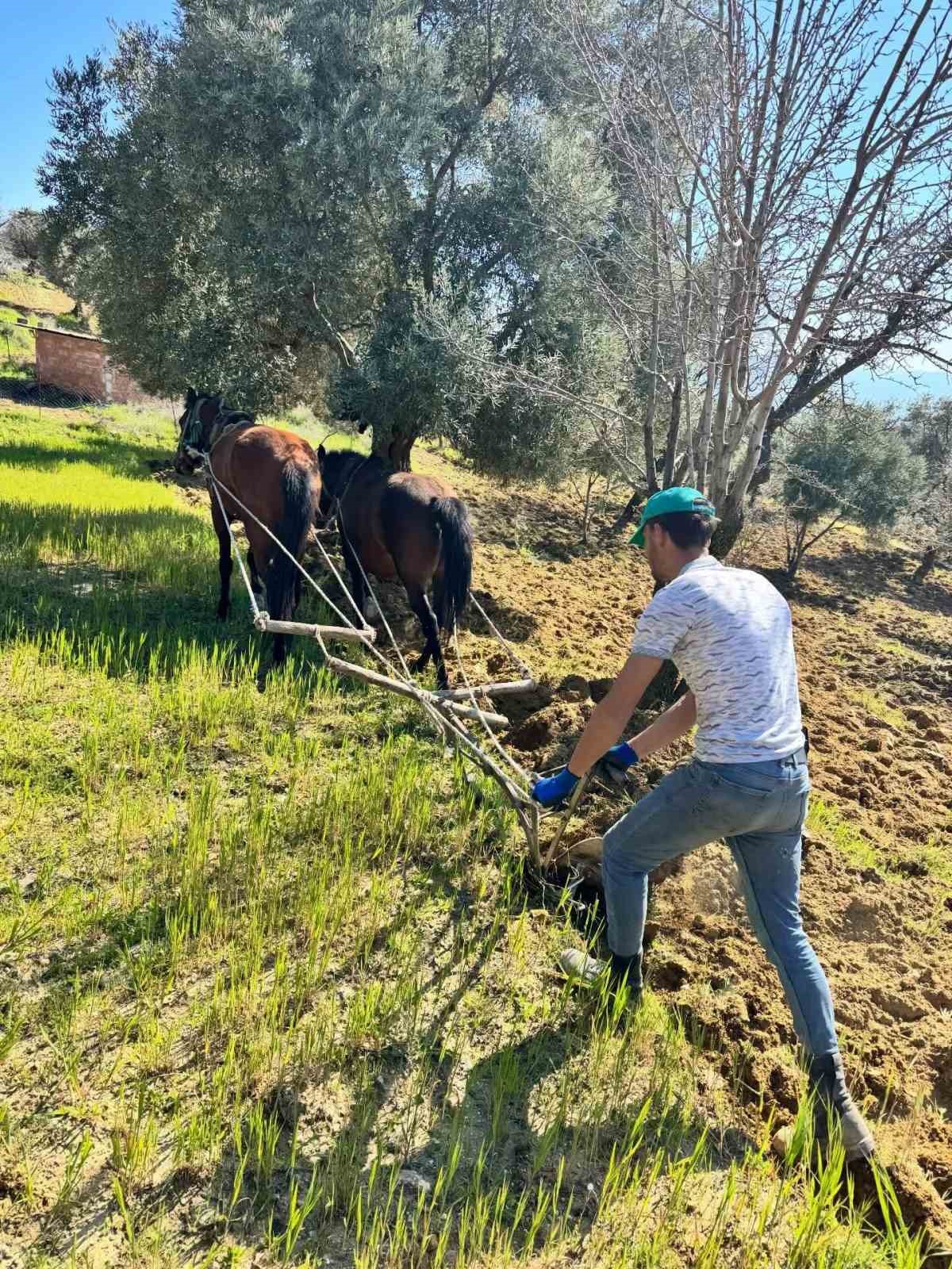 Traktörün giremediği zeytinlikte üretim atlarla sürüyor
