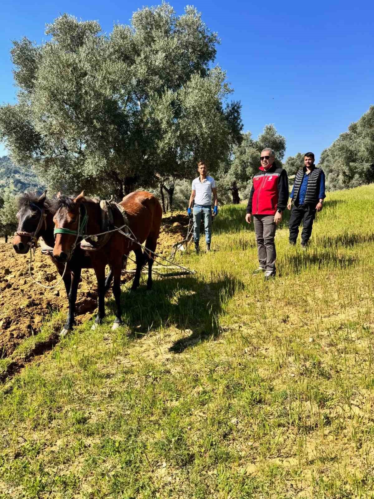 Trakt&ouml;r&uuml;n giremediği zeytinlikte &uuml;retim atlarla s&uuml;r&uuml;yor
