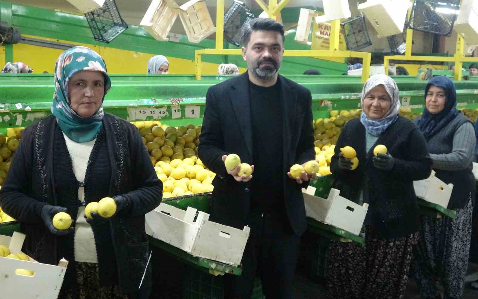 Limonda hasat sonu: Kadınların yoğun mesaisi sürüyor