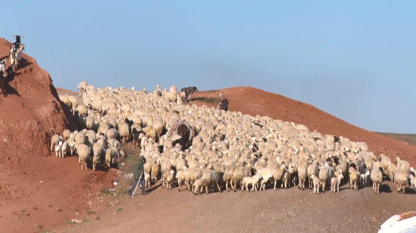 Başkent’te kuzuların anneleriyle buluşma anı dronla görüntülendi