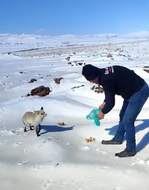 Kışın zor g&uuml;nlerinde tilkiye iş&ccedil;ilerden şefkat eli

