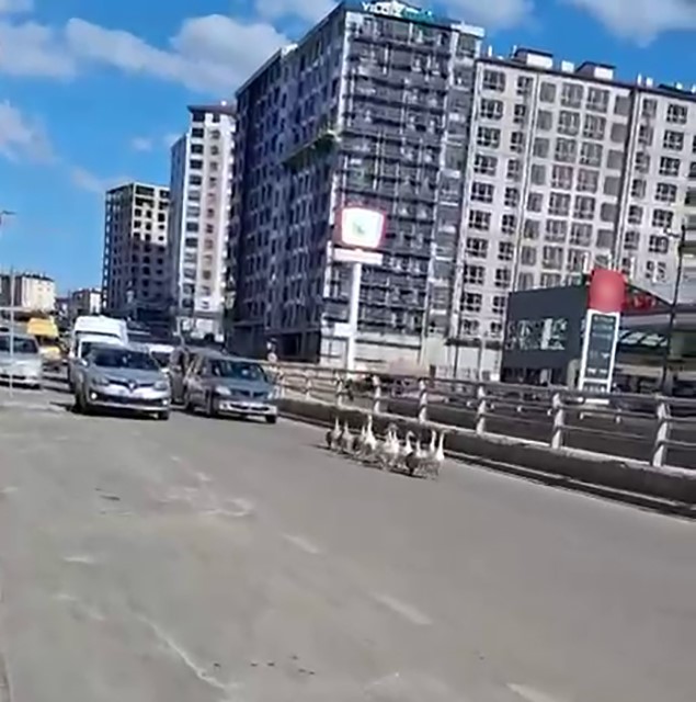 Sivas&rsquo;ta kazların ge&ccedil;idi b&ouml;yle g&ouml;r&uuml;nt&uuml;lendi
