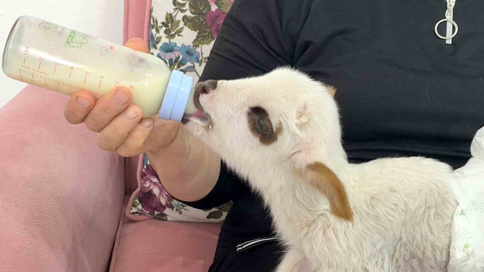 &Ouml;ks&uuml;z kuzu "Balım", Şenol ailesinin şefkatiyle hayata tutundu
